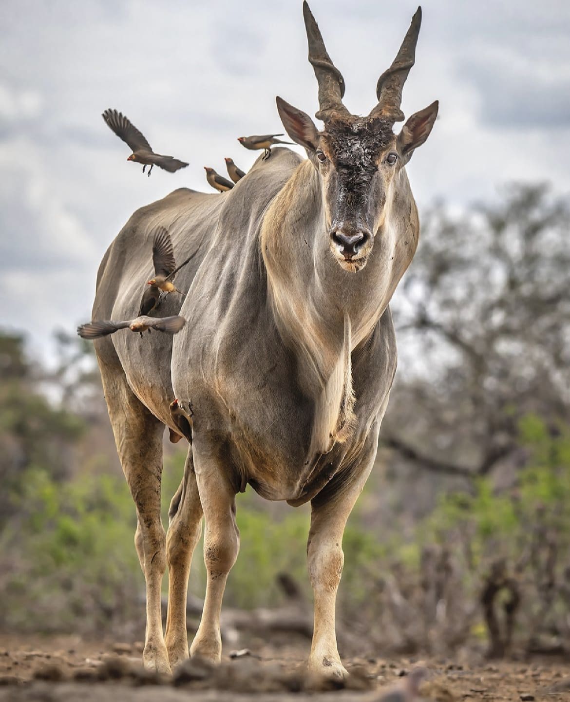 Huge Eland